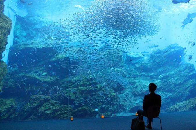 仙台うみの杜水族館にて、夜の水族館で過ごす「おひとりさまナイト水族館」を開催！