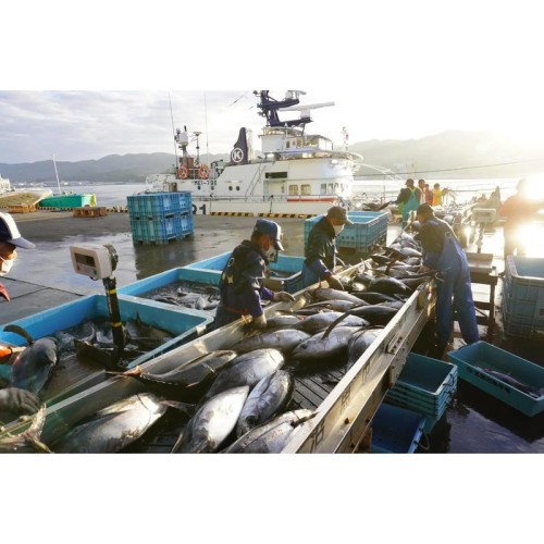 カツオ溜め釣り漁伝来から350年！休暇村気仙沼大島にメモリアルイヤーを記念したプランが登場