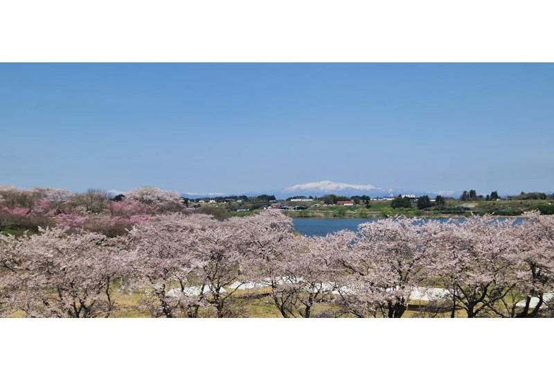 「東北風土マラソン2026」宮城県登米市で4/19開催決定、5kmラン7年ぶり復活