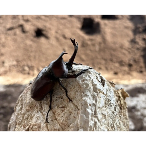 秋田・大館発TOMUSHI カブトムシ活用で日本初の「広域認定農業法人」承認