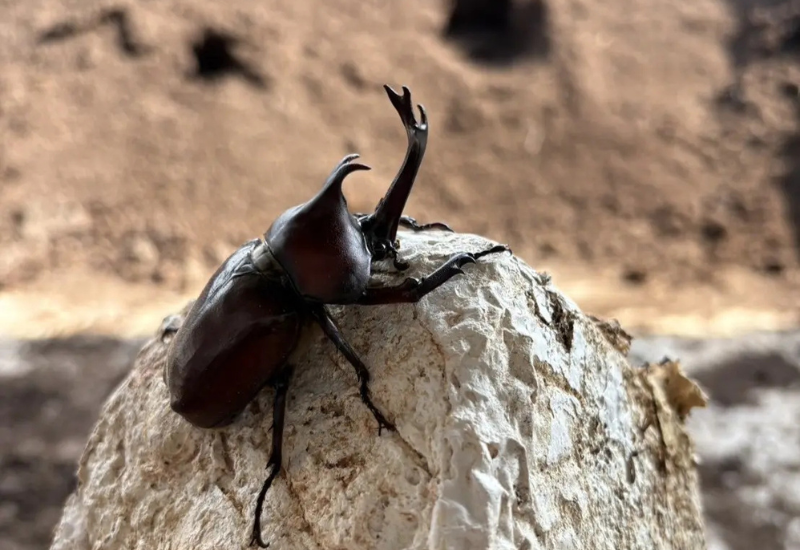 秋田・大館発TOMUSHI カブトムシ活用で日本初の「広域認定農業法人」承認