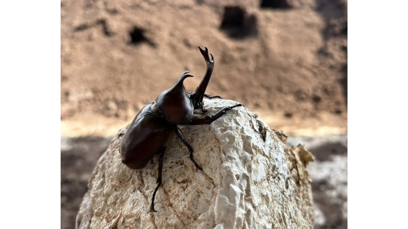 秋田・大館発TOMUSHI カブトムシ活用で日本初の「広域認定農業法人」承認