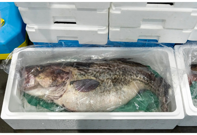 宮古の冬を彩る真鱈の味覚　休暇村陸中宮古で期間限定フェアを2026年1月から開催