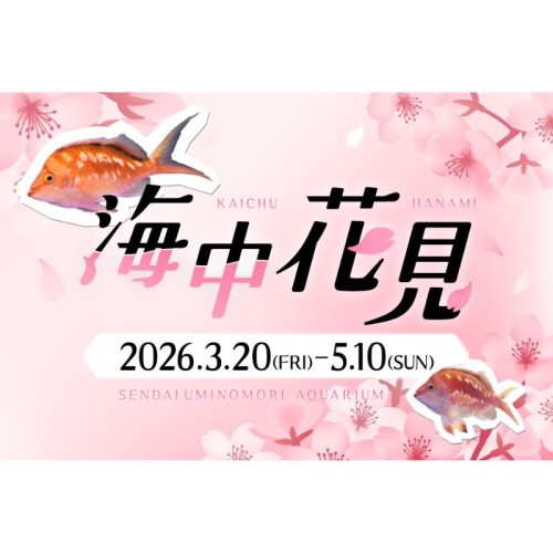 仙台うみの杜水族館が期間限定で開催する海の中のお花見 「海中花見」3月20日から5月10日まで開催