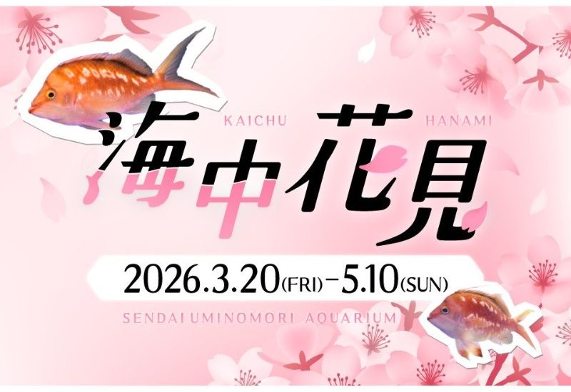 仙台うみの杜水族館が期間限定で開催する海の中のお花見 「海中花見」3月20日から5月10日まで開催