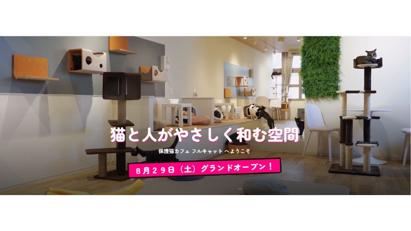 猫と人がともに暮らすまちづくり。老舗猫カフェの想いを継承!保護猫カフェ「フルキャット」がオープン